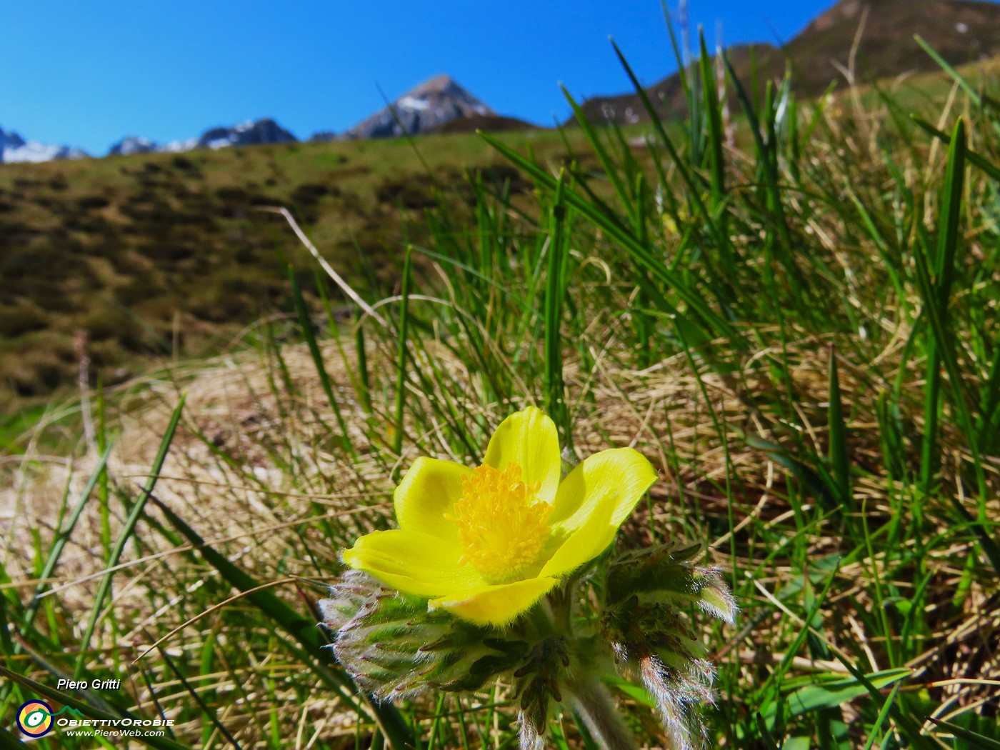 22 Pulsatilla alpina sulphurea (Anemone alpino).JPG